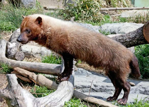 動物図鑑・ヤブイヌ